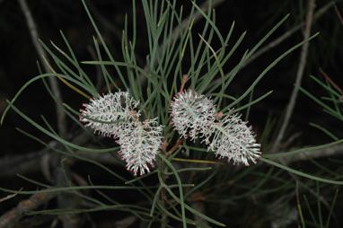 APII jpeg image of Hakea drupacea  © contact APII