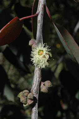 APII jpeg image of Eucalyptus boliviana  © contact APII