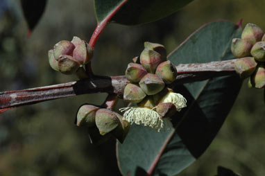 APII jpeg image of Eucalyptus boliviana  © contact APII