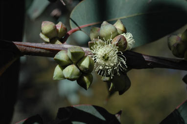 APII jpeg image of Eucalyptus boliviana  © contact APII