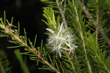 APII jpeg image of Calytrix acutifolia  © contact APII