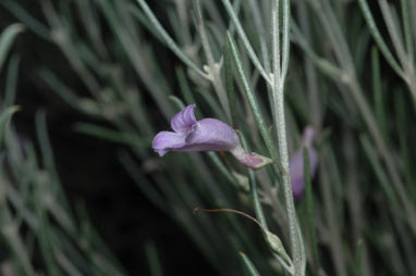 APII jpeg image of Eremophila scoparia  © contact APII