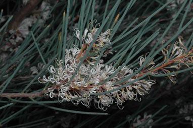 APII jpeg image of Hakea cycloptera  © contact APII