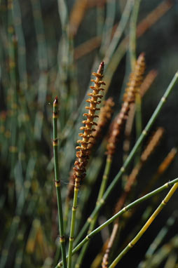 APII jpeg image of Allocasuarina acutivalvis subsp. acutivalvis  © contact APII