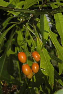 APII jpeg image of Solanum aviculare  © contact APII