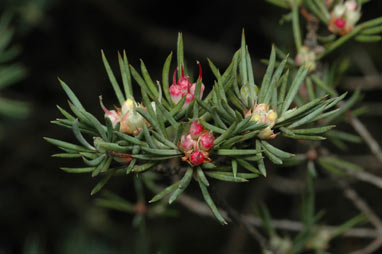 APII jpeg image of Darwinia briggsiae  © contact APII