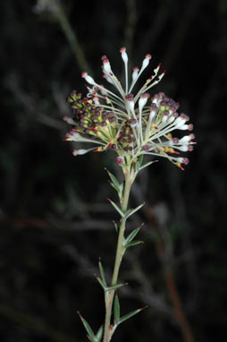 APII jpeg image of Grevillea acrobotrya  © contact APII