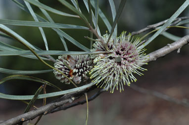 APII jpeg image of Hakea pycnoneura  © contact APII