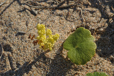 APII jpeg image of Hydrocotyle bonariensis  © contact APII