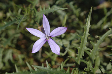 APII jpeg image of Isotoma axillaris  © contact APII