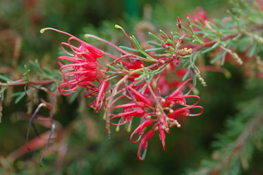 APII jpeg image of Grevillea 'Mini Marvel'  © contact APII