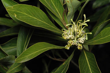 APII jpeg image of Grevillea helmsiae  © contact APII