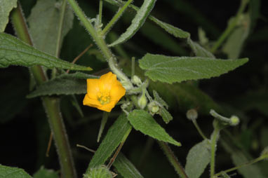 APII jpeg image of Abutilon oxycarpum  © contact APII