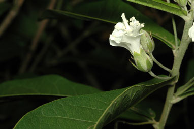 APII jpeg image of Macrostelia grandifolia subsp. macilwraithensis  © contact APII