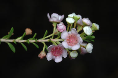 APII jpeg image of Thryptomene saxicola  © contact APII