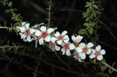 APII jpeg image of Leptospermum squarrosum  © contact APII