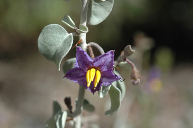 APII jpeg image of Solanum orbiculatum subsp. orbiculatum  © contact APII