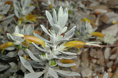 APII jpeg image of Eremophila 'Kalbarri Carpet'  © contact APII