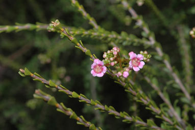 APII jpeg image of Scholtzia laxiflora  © contact APII