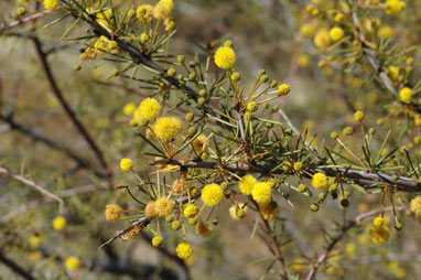 APII jpeg image of Acacia tetragonophylla  © contact APII