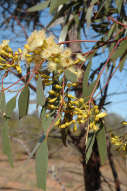 APII jpeg image of Eucalyptus thozetiana  © contact APII