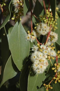 APII jpeg image of Eucalyptus populnea  © contact APII