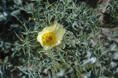 APII jpeg image of Argemone ochroleuca subsp. ochroleuca  © contact APII