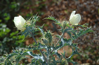 APII jpeg image of Argemone ochroleuca subsp. ochroleuca  © contact APII