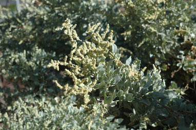 APII jpeg image of Atriplex nummularia  © contact APII