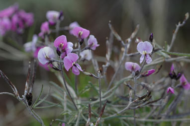 APII jpeg image of Glycine clandestina  © contact APII