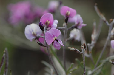 APII jpeg image of Glycine clandestina  © contact APII