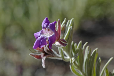 APII jpeg image of Eremophila bowmanii subsp. bowmanii  © contact APII