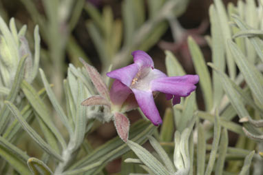 APII jpeg image of Eremophila bowmanii subsp. bowmanii  © contact APII