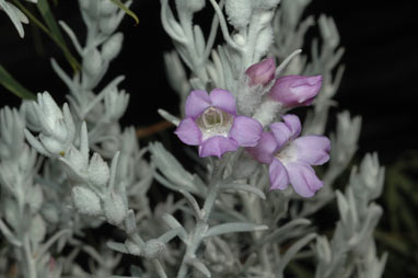 APII jpeg image of Eremophila nivea  © contact APII