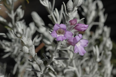 APII jpeg image of Eremophila nivea  © contact APII