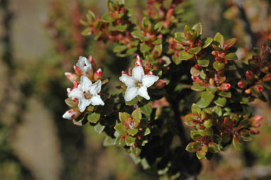 APII jpeg image of Epacris heteronema  © contact APII