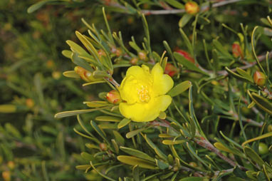 APII jpeg image of Hibbertia linearis  © contact APII