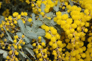 APII jpeg image of Acacia baileyana 'Purpurea'  © contact APII