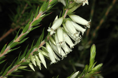 APII jpeg image of Epacris calvertiana var. calvertiana  © contact APII