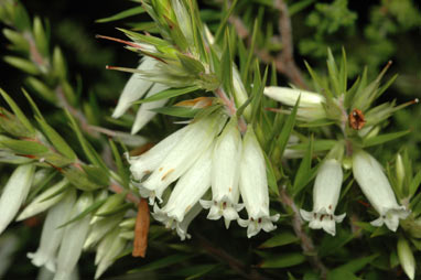 APII jpeg image of Epacris calvertiana var. calvertiana  © contact APII