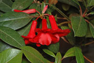 Rhododendron lochiae