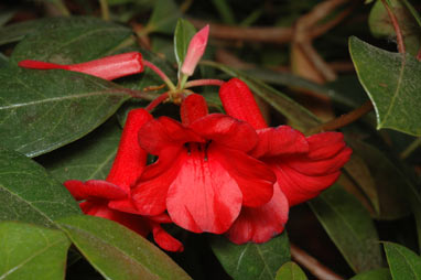 APII jpeg image of Rhododendron viriosum  © contact APII