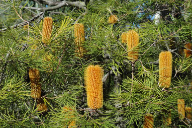 APII jpeg image of Banksia spinulosa var. collina  © contact APII