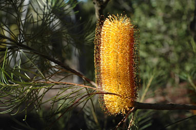 APII jpeg image of Banksia spinulosa var. spinulosa  © contact APII