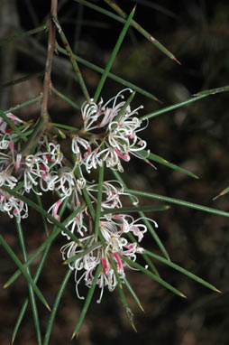 APII jpeg image of Hakea decurrens  © contact APII