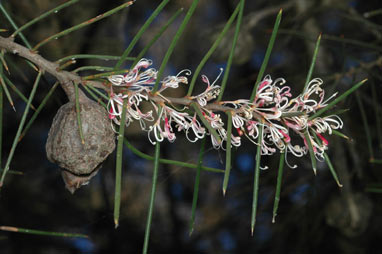 APII jpeg image of Hakea decurrens  © contact APII