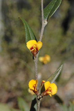 APII jpeg image of Mirbelia platylobioides  © contact APII