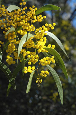 APII jpeg image of Acacia macradenia  © contact APII