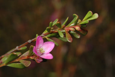 APII jpeg image of Boronia crenulata var. crenulata  © contact APII