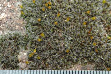 APII jpeg image of Grimmia laevigata  © contact APII